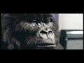 cadbury-add-with-cat-in-hatgorilla.html