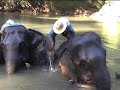Thailande découverte du dressage des éléphants en foret ( Thailande taming éléphants )