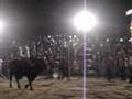 jaripeo- gato vs señor de los cielos (3 potrillos)