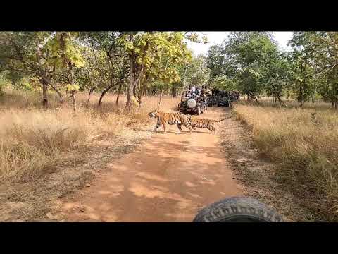 Original Video of Tiger Family at Panna National Park