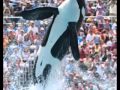 High School Marine Biology Endangered Species Project: The Southern Resident Killer Whale