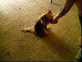 Osker tricks