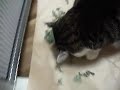 キャットニップとみーちゃん　その1