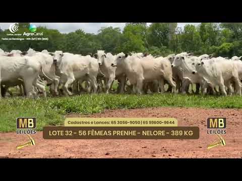 527� LEIL�O VIRTUAL MB LEIL�ES