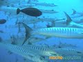 LA GRAN BARRERA DE CORAL (AUSTRALIA) - MUCHOVIAJE