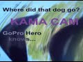 GoPro Hero Kama Kam ( Dog Tested )