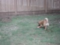 Corey vs The Frisbee