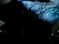 berk-the-cat-playing.html
