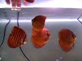 mes bébé discus phong 5 mois mes bébé discus phong 5 mois