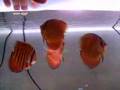 mes-b-b-discus-phong