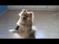 LoLo dancing with a broken leg