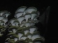 Champignons cultivés et sauvage N°2