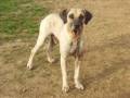 K.D BLACKMOUTH CUR HOG DOG KENNEL