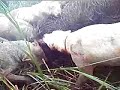 Caceria con Dogos Argentinos