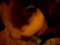 PSYCHOPATH TARGET DOG!!!