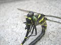 libellules (odonata)