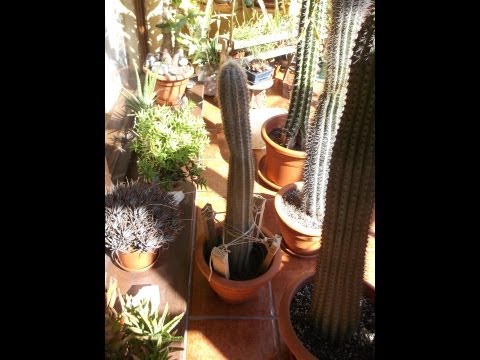 how to transplant a dying cactus