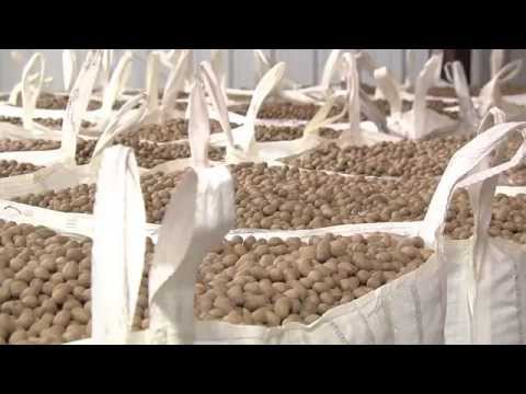 how to harvest pecans