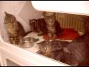 Kittens at the animal shelter