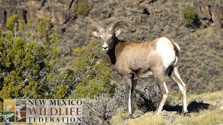 NMWF Profile Video Complete