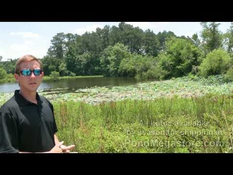 Removing Lotus, Killing Lotus, Changing Lotus Varieties, Get Rid of Lotus