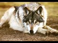 wolfy video ^-^