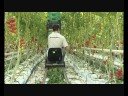 Tomaten
