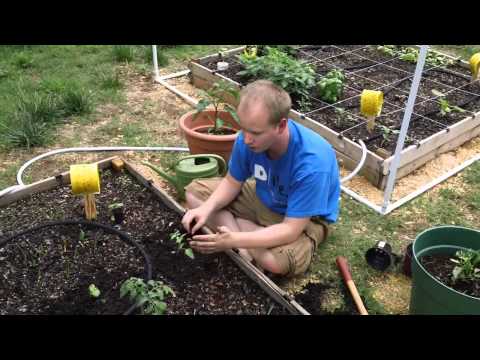 how to transplant pigface