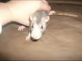 Stella Bella Williams, a wonderful rat
