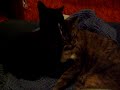 Cats Cats