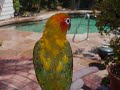 Sun Conure Feather Transformation Sun Conure Feather Transformation