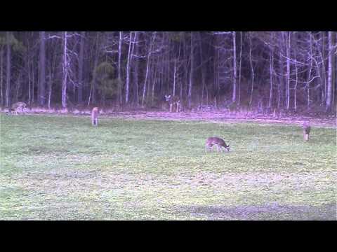 Use Predator Secrets to Become a Better Deer Hunter