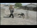 Dobermans Dobermans