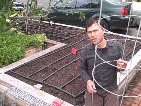 how to transplant tomato plants into garden