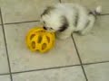 Cute Shih Tzu Puppy Playing