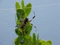 Golden Silk Spider