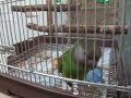 This is my senegal parrot. Her name is 