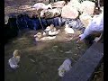 More Muscovy Swimming