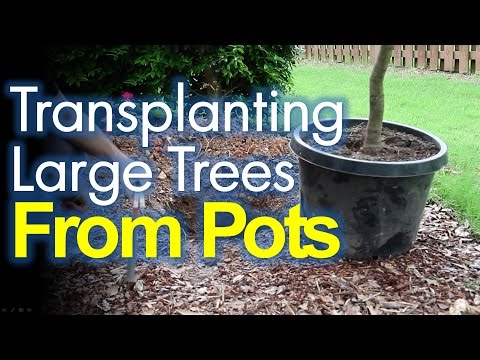 how to replant big trees