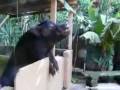 videos de Pig Chugs Beer