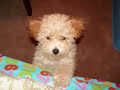 Mia the Toy Poodle Mia the Toy Poodle
