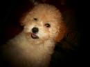 Caniche video