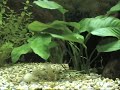 Corydoras paleatus albino