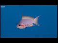 Gender jumping fish! - Battle of the Sexes in the Animal World - BBC