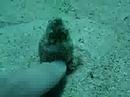 Tauchen im roten Meer