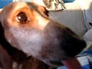 there's dachshund in my peanut butter! there's dachshund in my peanut butter!