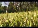 Testing out the new JVC GZ- MG330 Everio Hybrid Camcorder