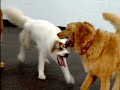 Frosty and Buddy Playing Frosty and Buddy Playing