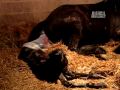 Ultimate Animal Moms - Mammals