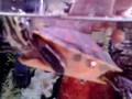 videos de MY SWEET TERRAPINS